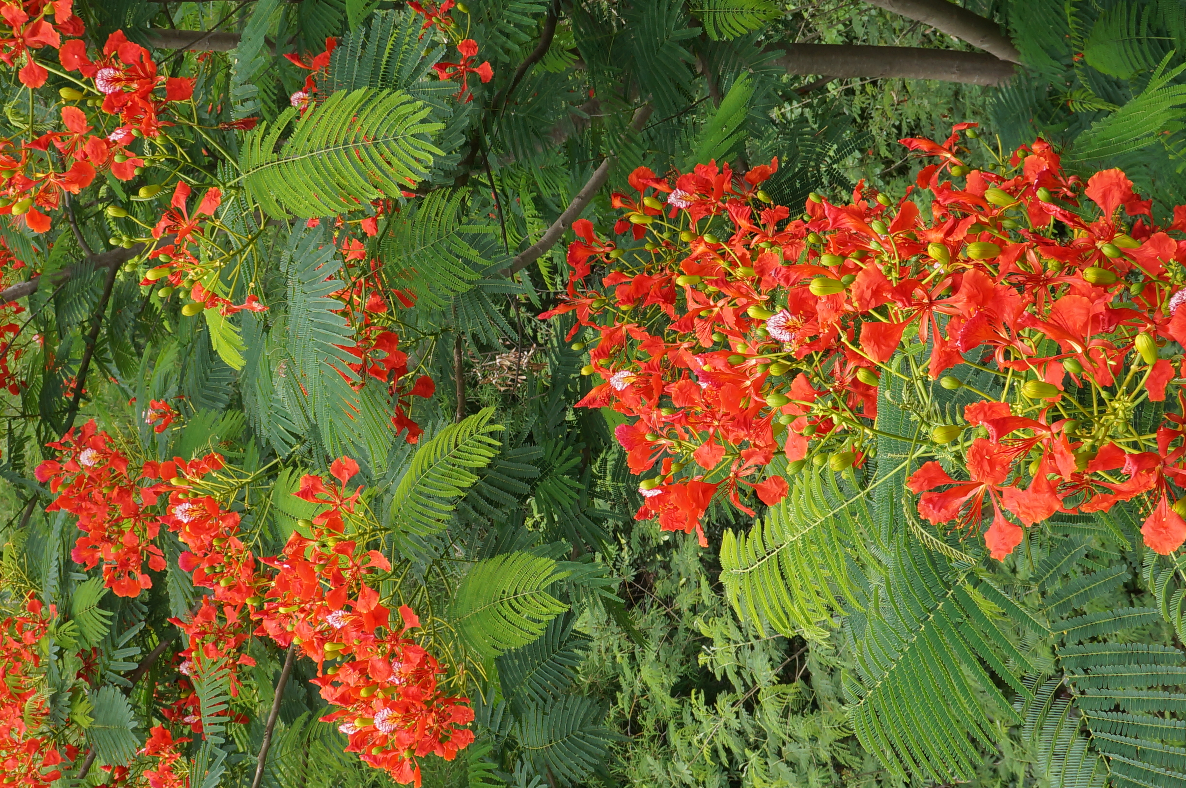 Red blooms in Suphanburi in May