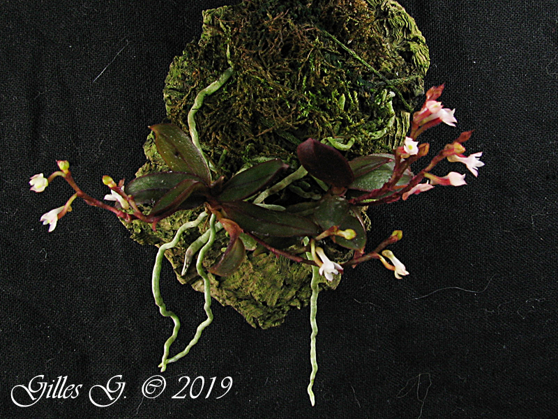 Angraecum rubellum Angraecum%20rubellum