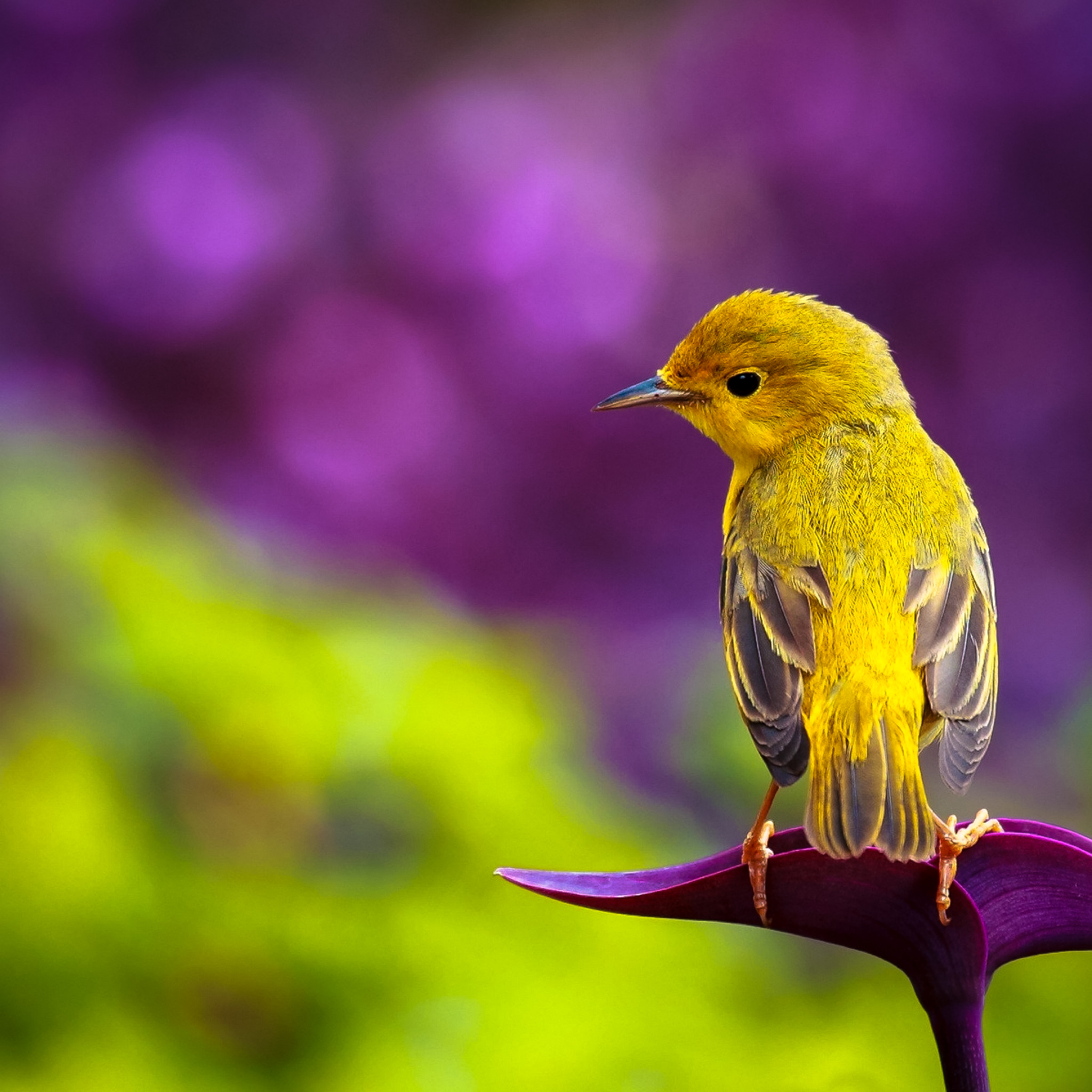 ★ Pretty Bird by @RetinaiPadWalls on twitter.jpg