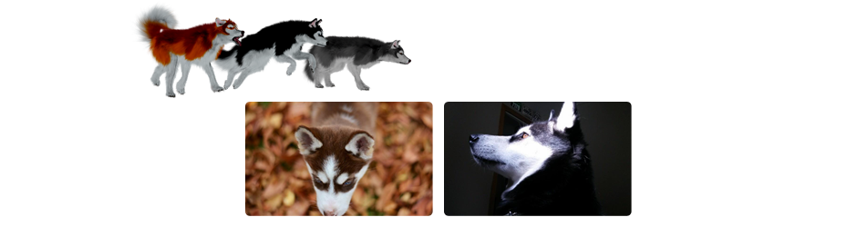 HuskyHeader