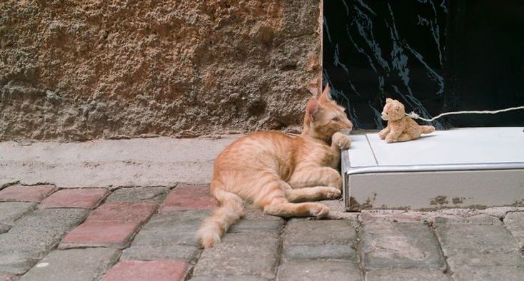 Katze und Kätzchen in Marrakesch - Cat Photography