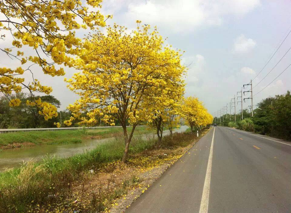 Yellow Cassia bakeriana trees