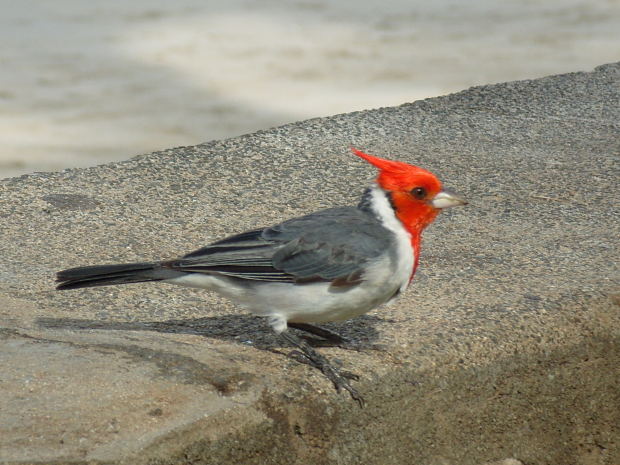 Red-Crested Cardinal by Sin Tech on morgueFile