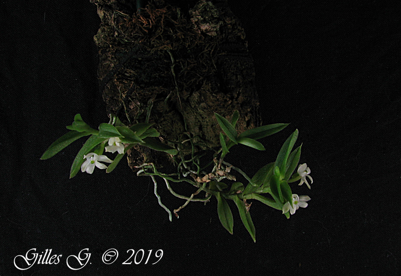 Angraecum pterophyllum (Pectinariella pterophylla) Pectinariella%20pterophylla