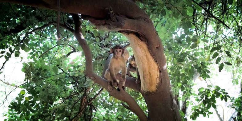 Berberaffe Berber monkey