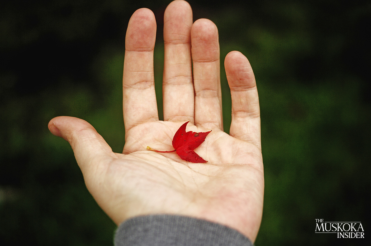 Autumn Leaf in Hand