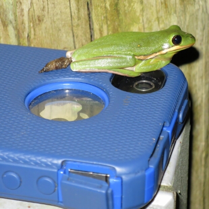 Frog leaving calling card