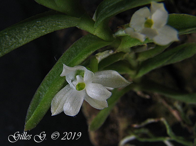 Angraecum pterophyllum (Pectinariella pterophylla) Pectinariella%20pterophylla%27