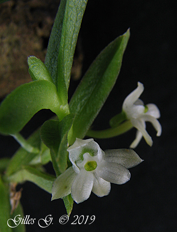 Angraecum pterophyllum (Pectinariella pterophylla) Pectinariella%20pterophylla%27%27