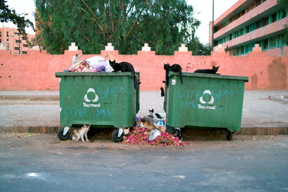 Streunender Katzen in Marrakesch, Katzen Müll
